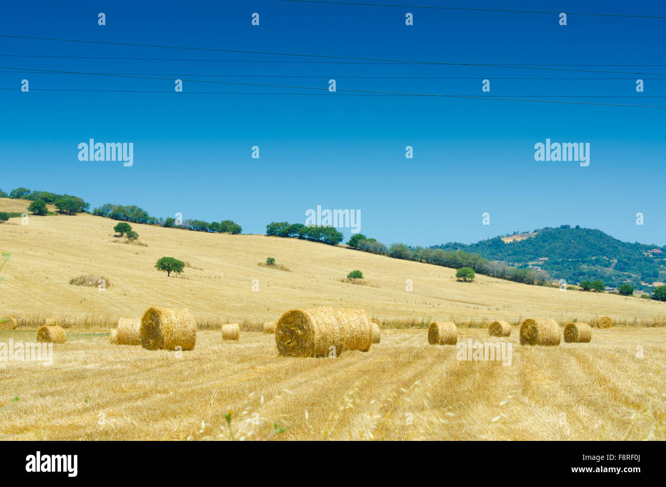 Field with rolls of hay on summer day Stock Photo - Alamy