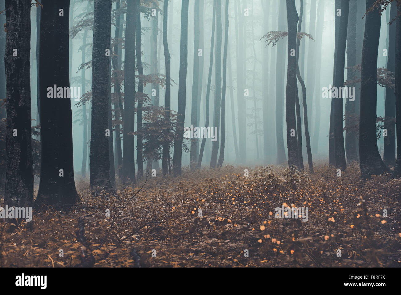 Misty forest landscape, Sljeme, Zagreb, Croatia Stock Photo