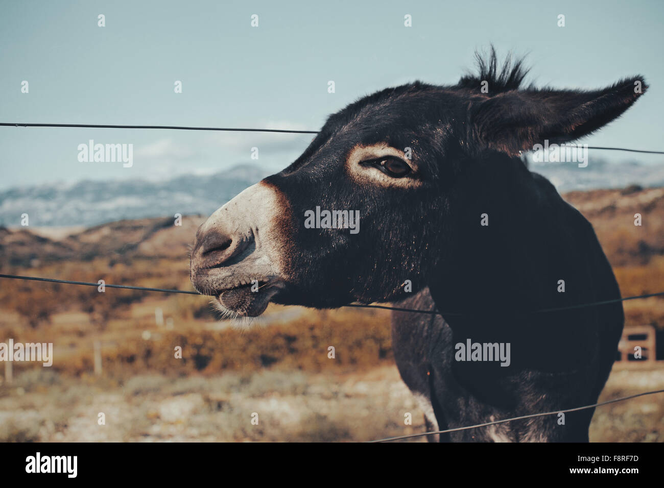 Donkey standing in a field, Novalja, Croatia Stock Photo