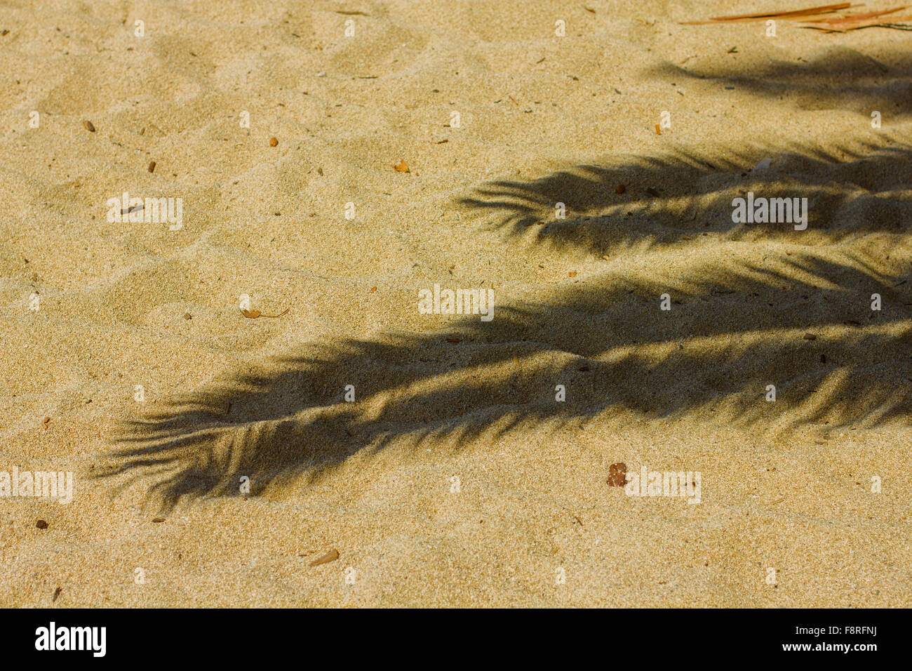 Shadow of palm trees on a sandy beach Stock Photo - Alamy