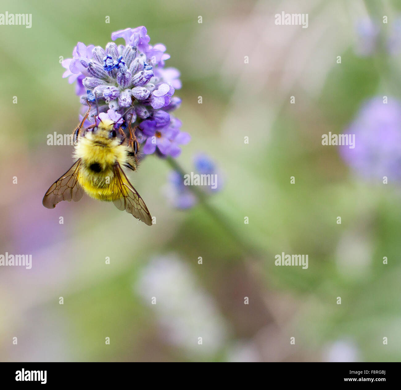 Bee on lavender flower Stock Photo