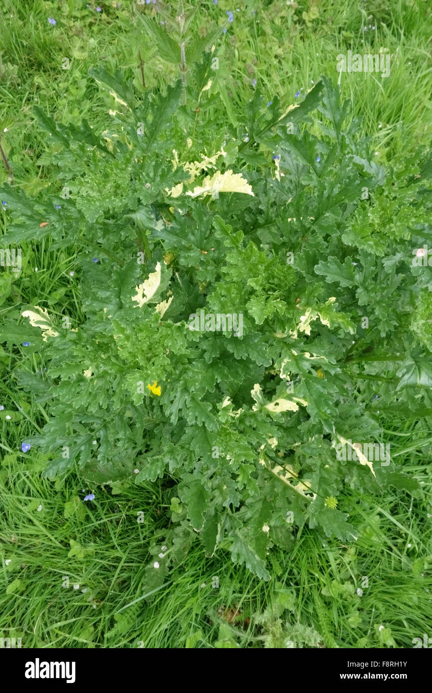 Bleached chlorotic leaves on a ragwort plant in an open pasture, cause is not known, Berkshire, June Stock Photo
