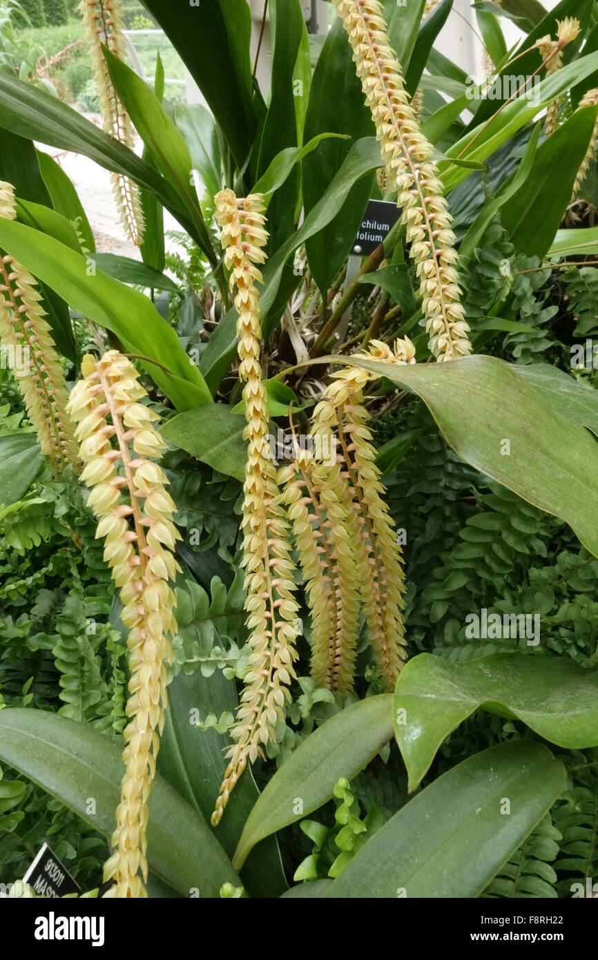 Trailing flowers of and orchid, Dendrochilum latifolium, in a tropical hothouse Stock Photo