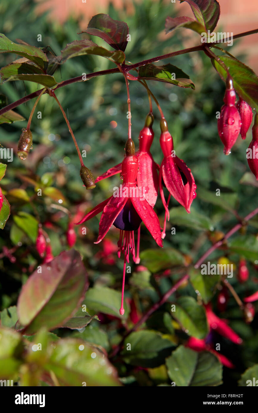 Flowers of a hardy Fuchsia plant with rain water droplets in autumn, Berkshire, September Stock Photo