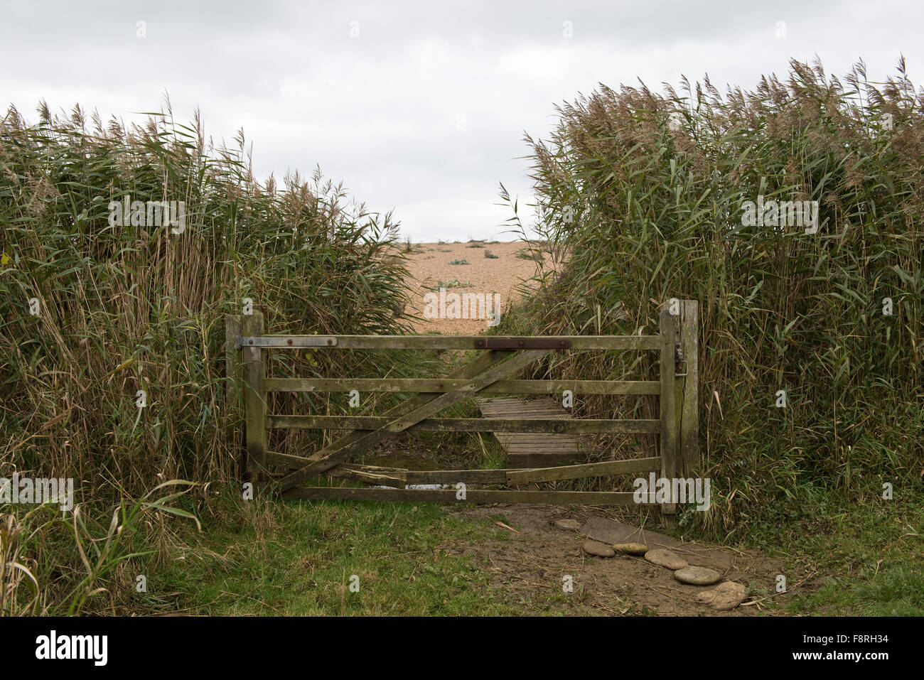 An old gate seperating the reed beds from Chesil Beach beyond on a grey autumn day in October, Dorset Stock Photo