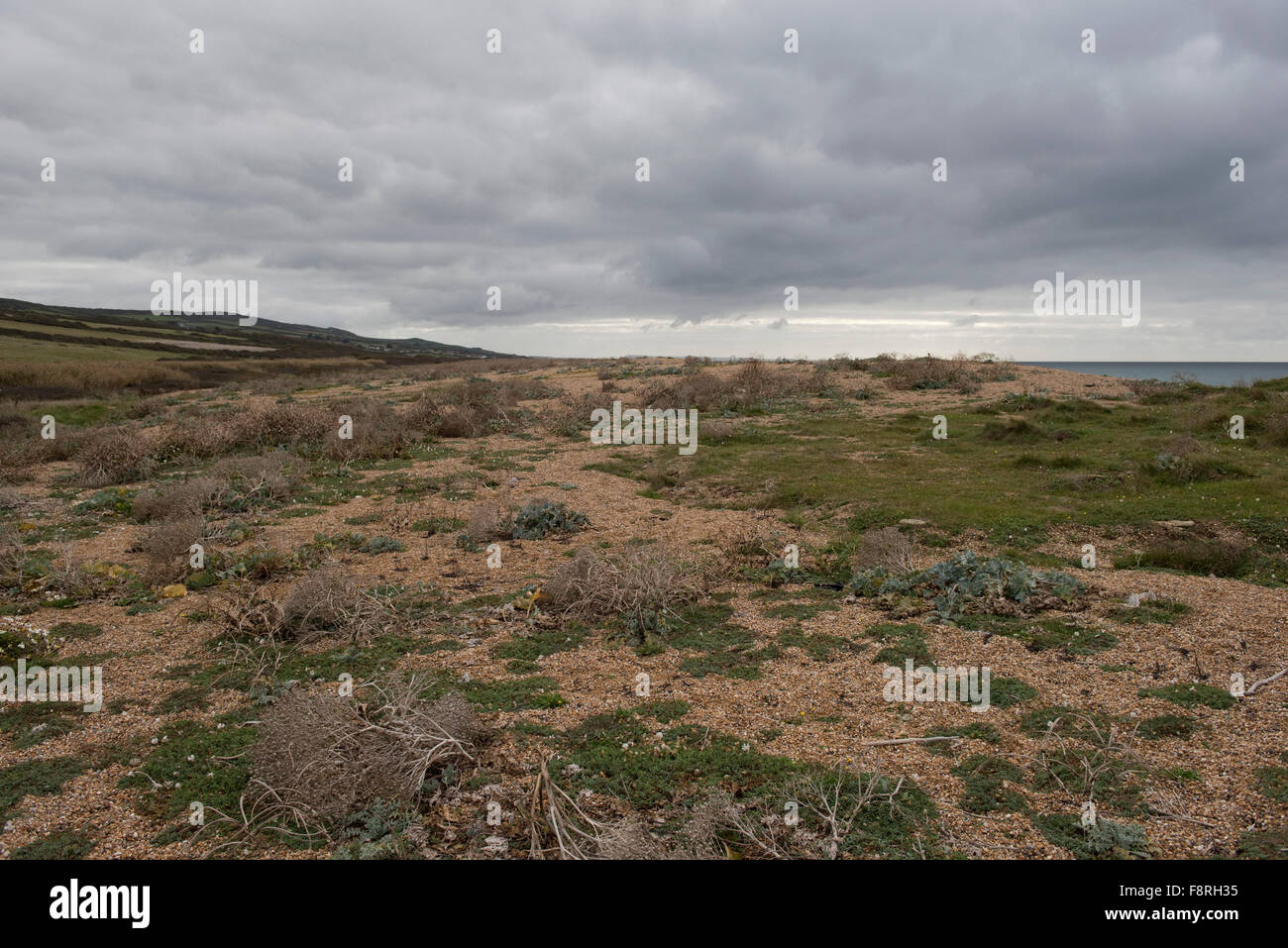 Vegetation; kale, sea campion at the end of the year on Chesil Beach on a grey autumn day in October Stock Photo