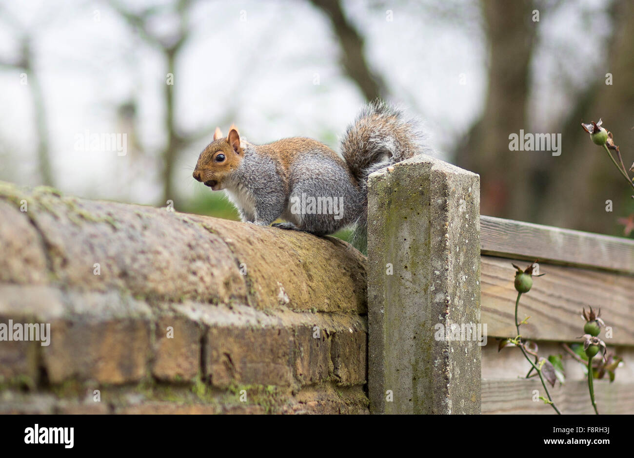 squirrel with nut in mouth on garden wall Stock Photo
