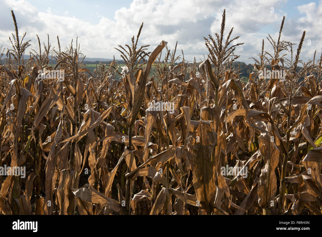 Backlit dry leaves of a maize game crop in early winter, overwintering