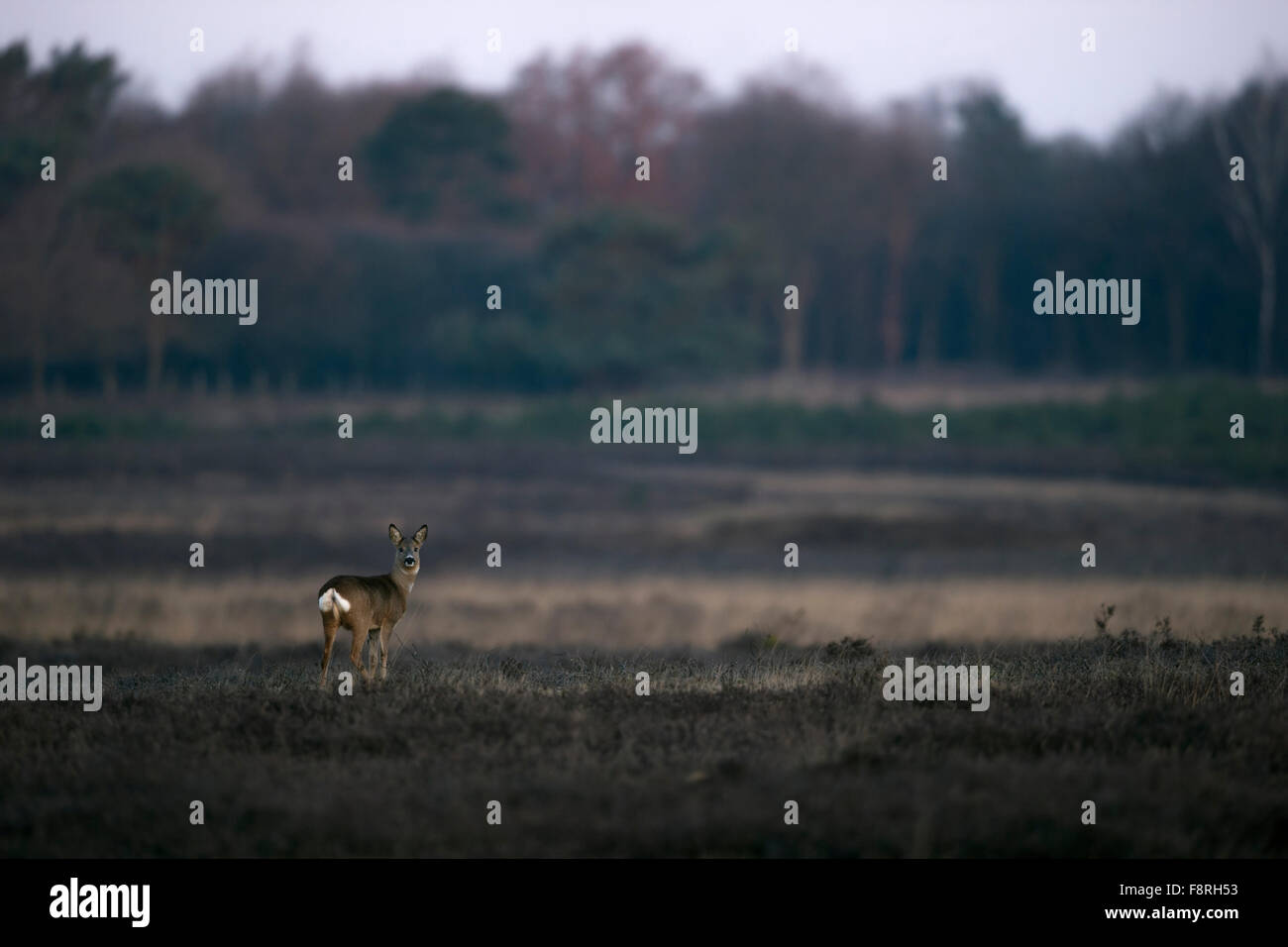 Roe deer / Reh ( Capreolus capreolus ) in winter fur stands in dry heather, wide open land. Stock Photo