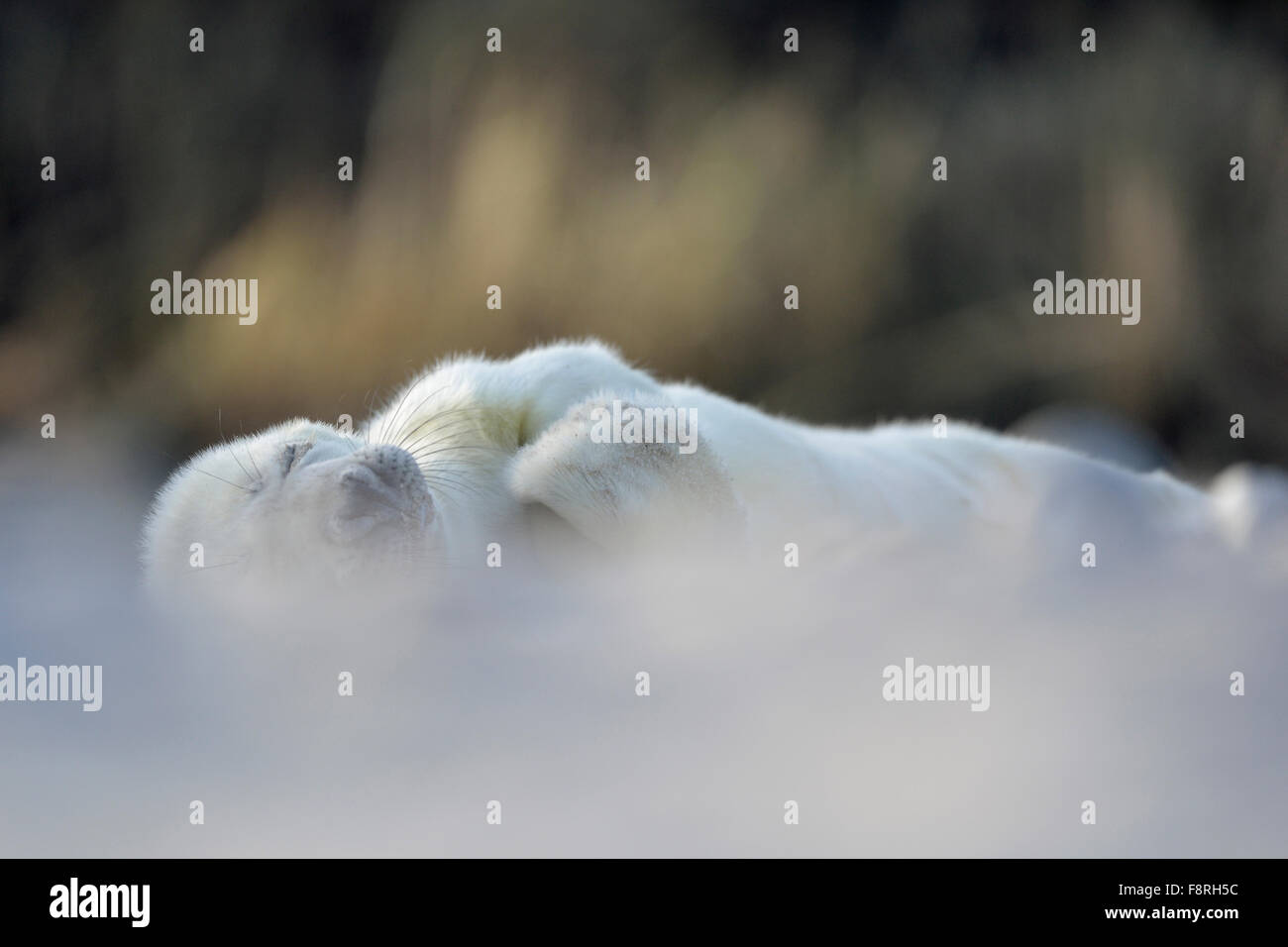 Very young, cute white pup of Grey Seal / Kegelrobbe ( Halichoerus grypus ) sleeps, has nice dreams. Stock Photo