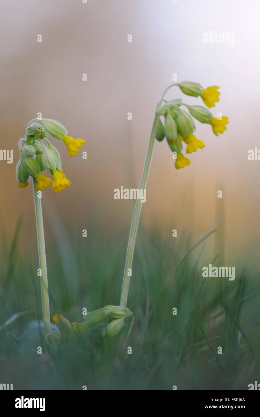 Close up of yellow blossoming Common cowslip / Echte Schluesselblume ( Primula veris ). Stock Photo