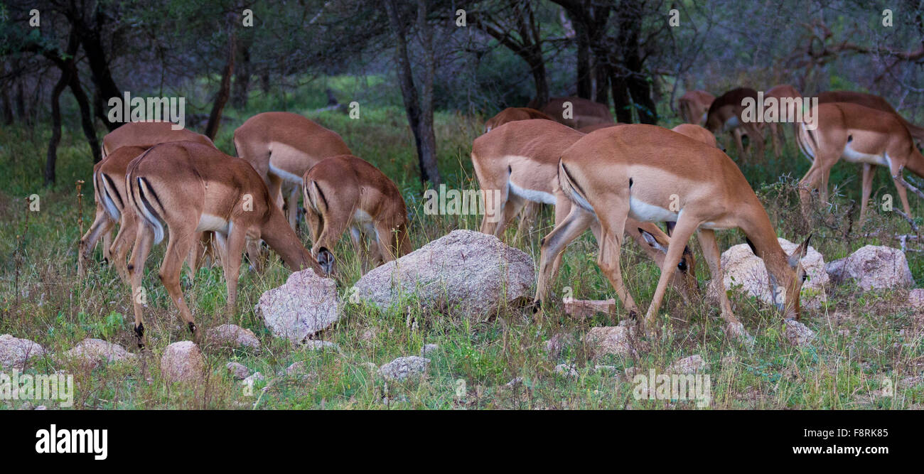 Herd of Impalas grazing, Kruger National Park, Mpumalanga, South Africa Stock Photo