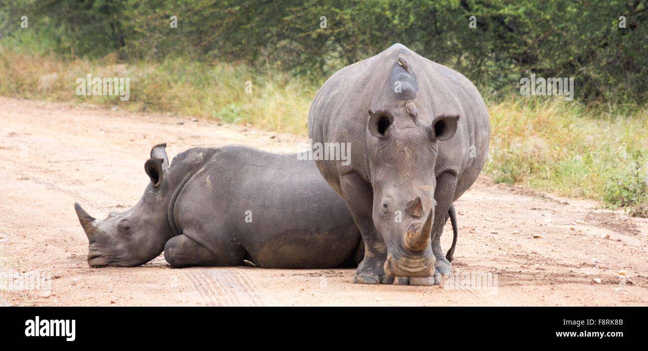 Two rhinos in the road, Kruger Park, Mpumalanga, South Africa Stock Photo