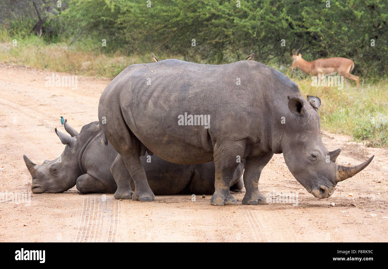 Two rhinos and an impala, Kruger National Park, Mpumalanga, South Africa Stock Photo