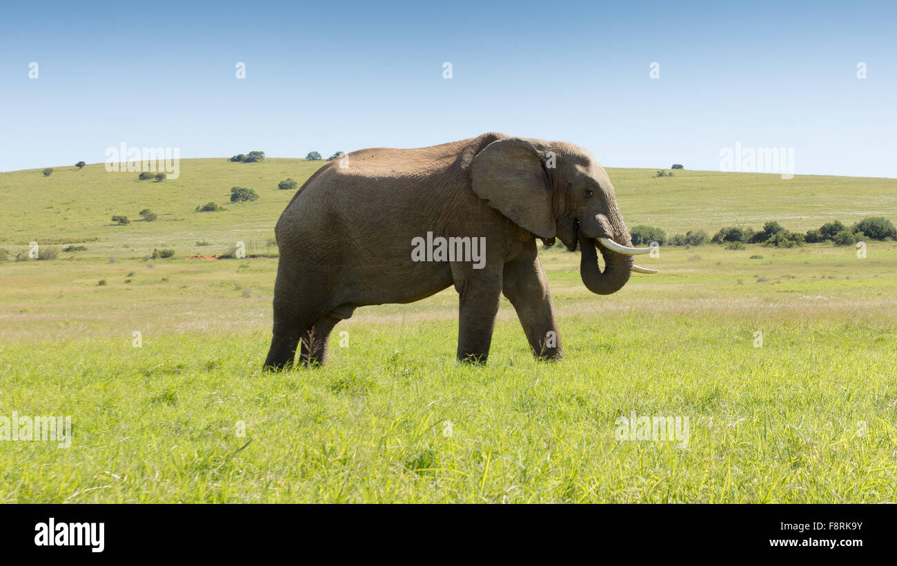 African elephant, Kirkwood, Eastern Cape, South Africa Stock Photo