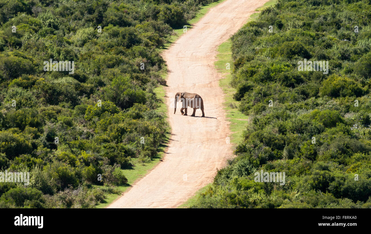 African elephant crossing the road, Aberdeen Plain, Eastern Cape, South