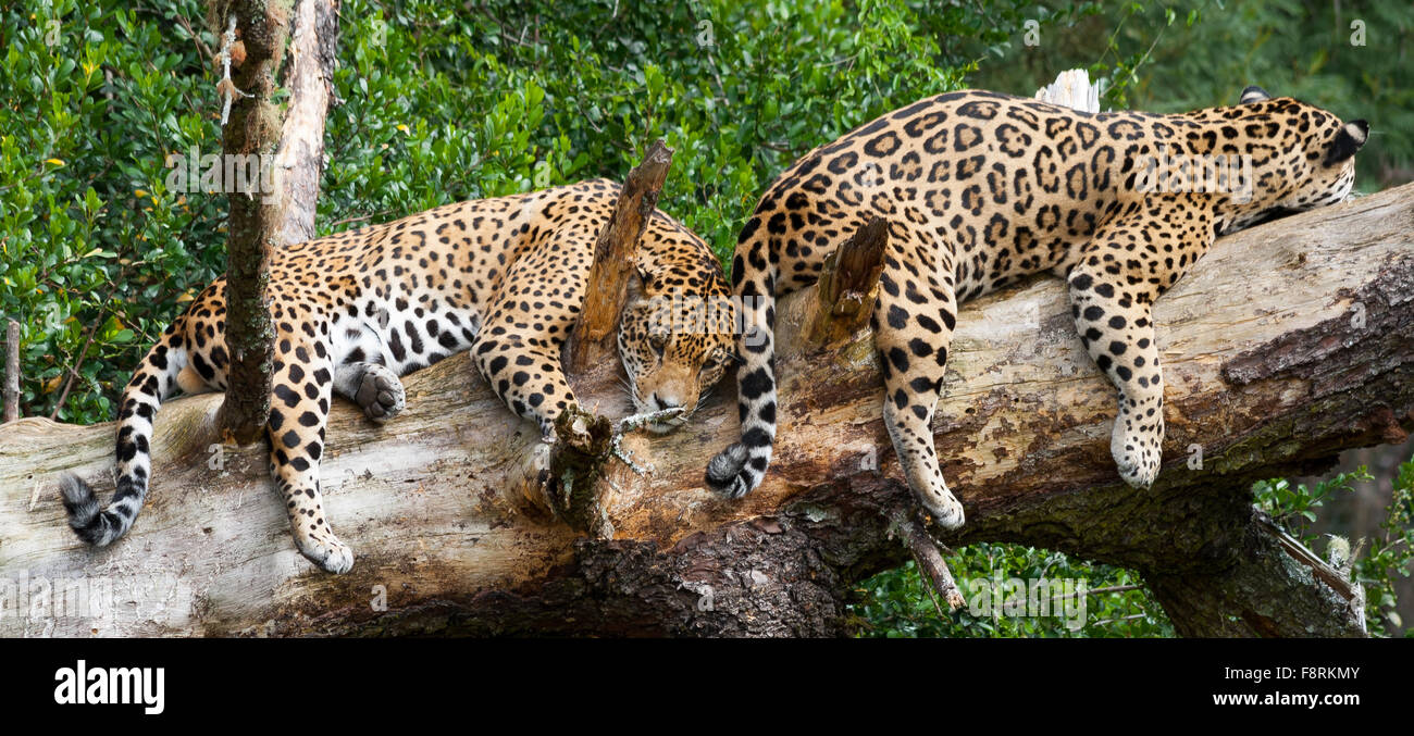Two jaguars lying on tree trunk, Bitou, Western Cape, South Africa Stock Photo