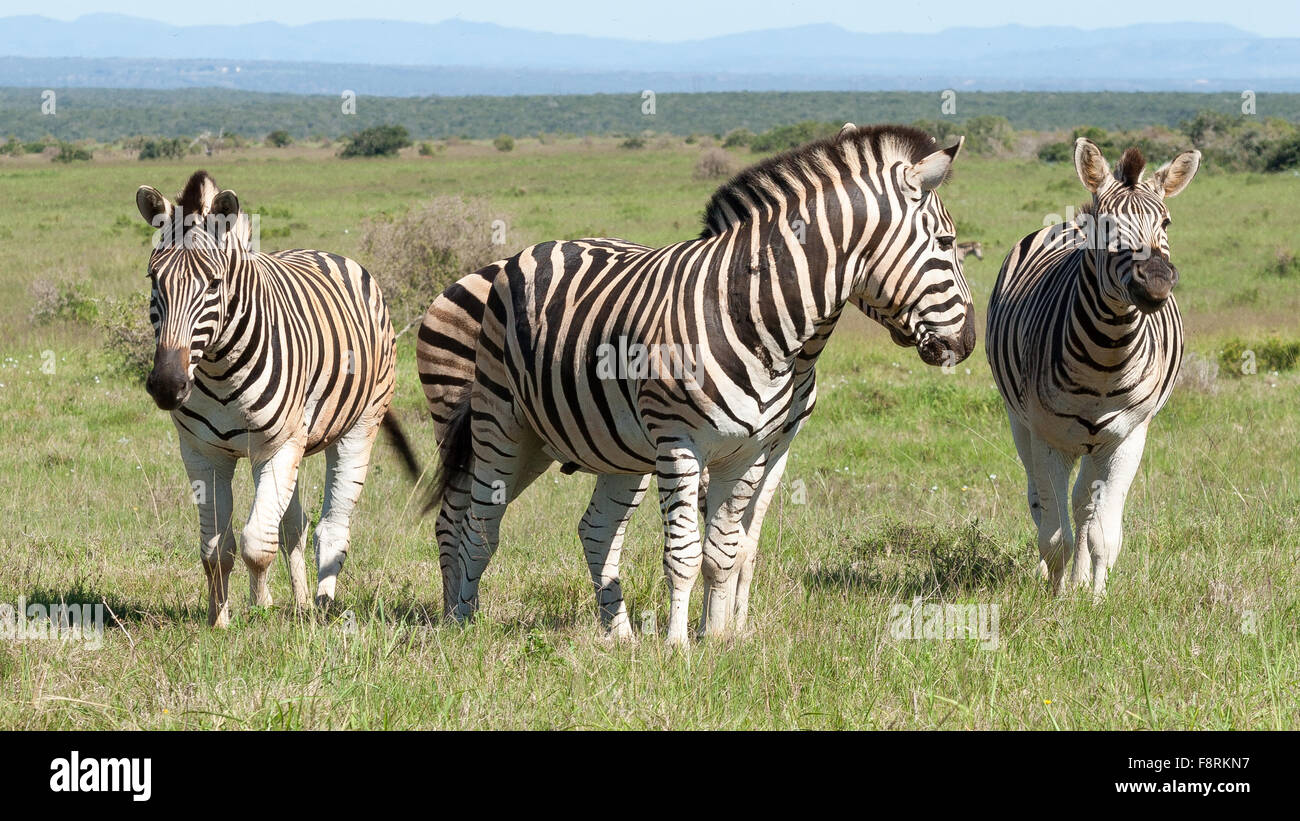 Four zebras, Kirkwood, Eastern Cape, South Africa Stock Photo Alamy