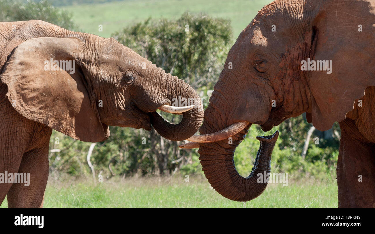 Two African Elephants, Port Elizabeth, Eastern Cape, South Africa Stock Photo