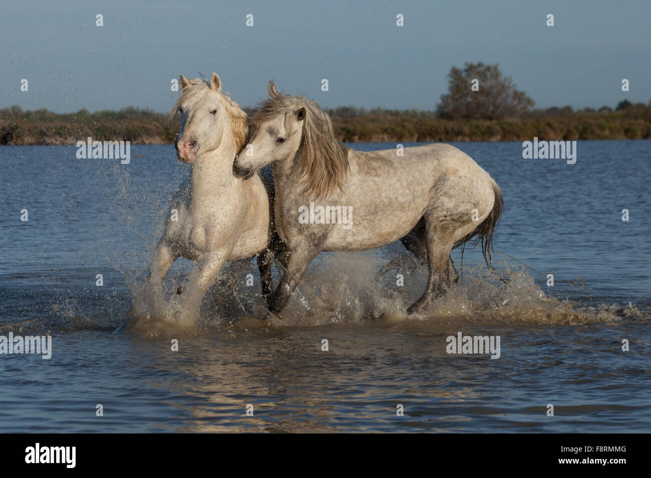 Biting stallion hi-res stock photography and images - Alamy