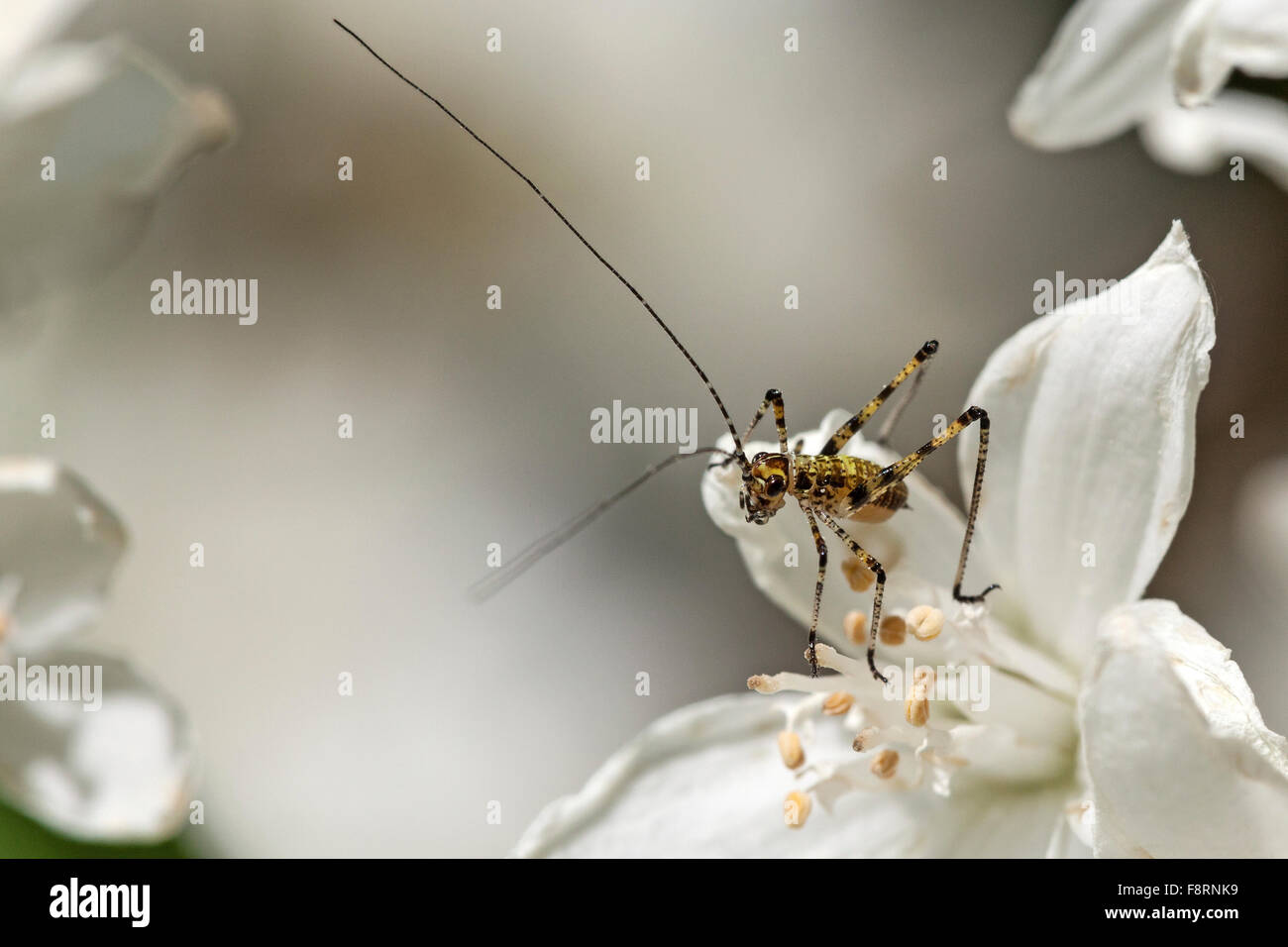 Speckled bush-cricket (Leptophyes punctatissima) sitting on slender deutzia (Deutzia gracilis) flower, Baden-Württemberg Stock Photo