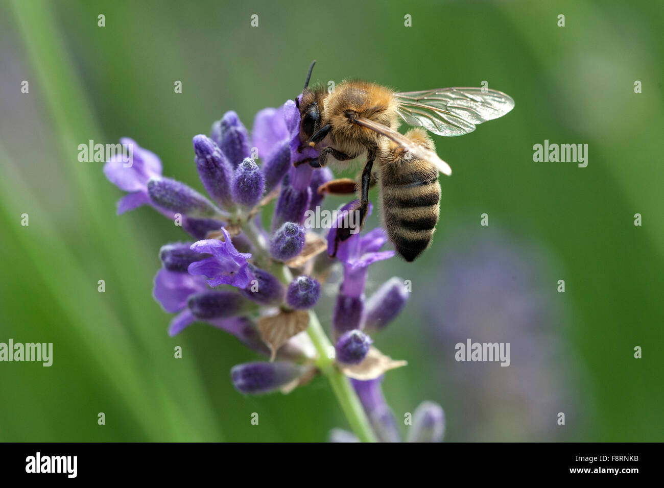 Honeybee (Apis sp.) on lavender (Lavandula sp.) flower, Baden-Württemberg, Germany Stock Photo