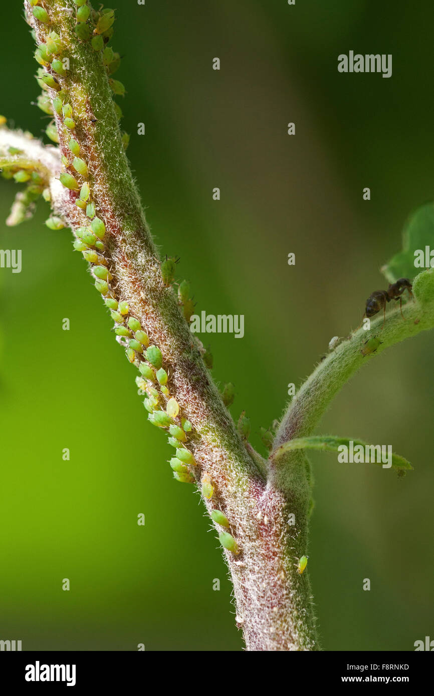 Aphids (Aphidoidea) on plant stem, Germany Stock Photo