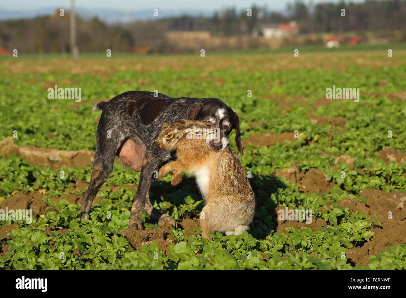 German Shorthaired Pointer, hunting dog retrieving European hare (Lepus europaeus), Lower Austria, Austria Stock Photo