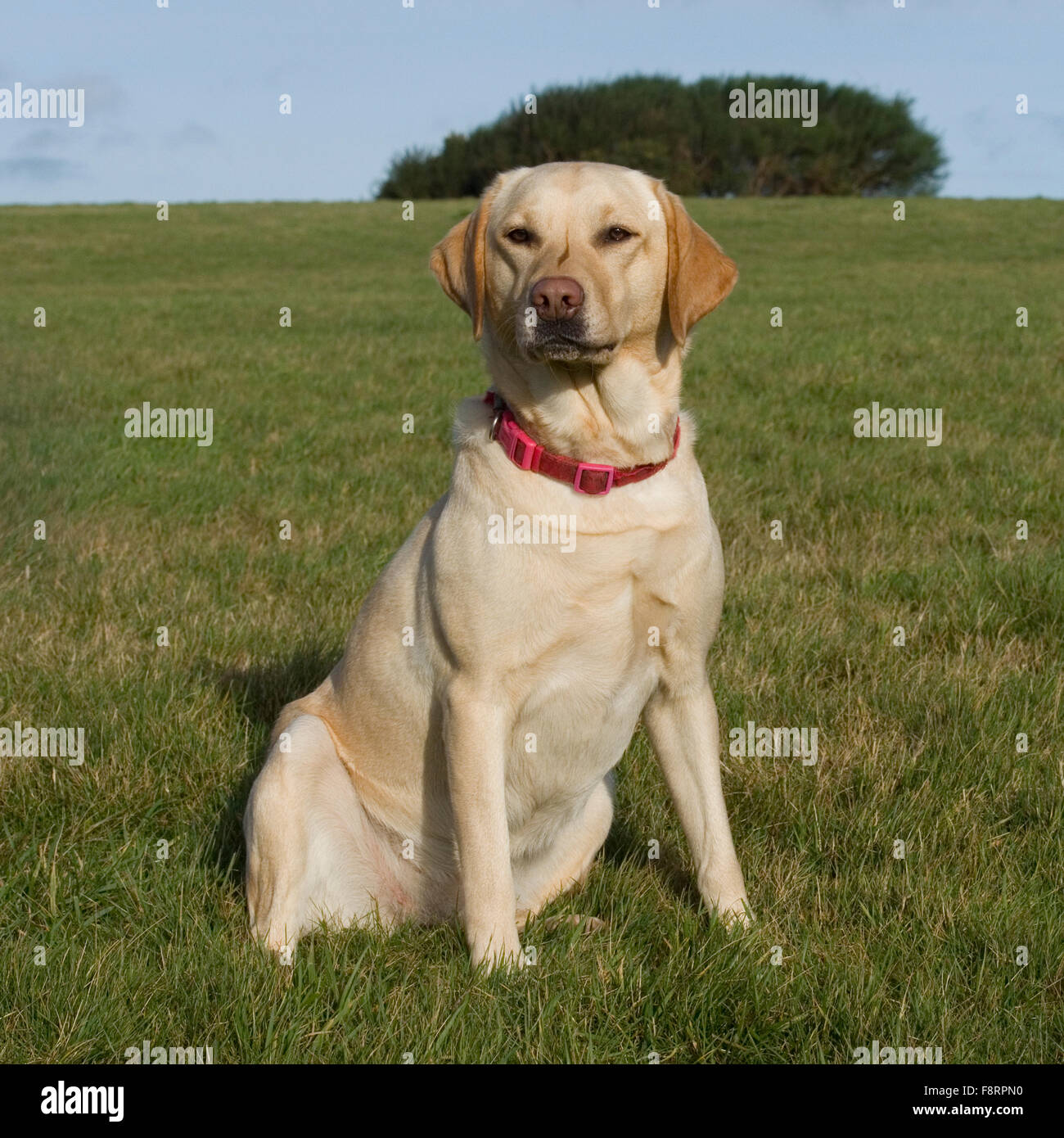 Female yellow store lab