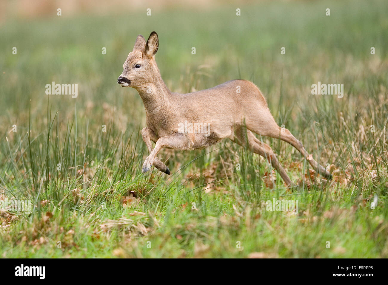 running roe deer Stock Photo