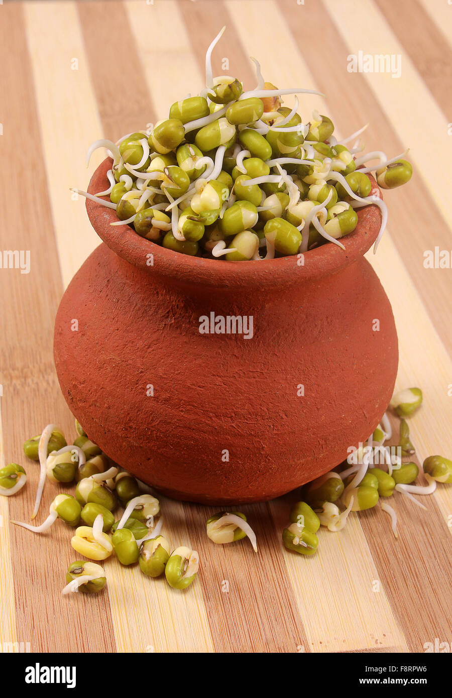 Hydroponically grown mung bean sprouts on pot with wooden backdrop for