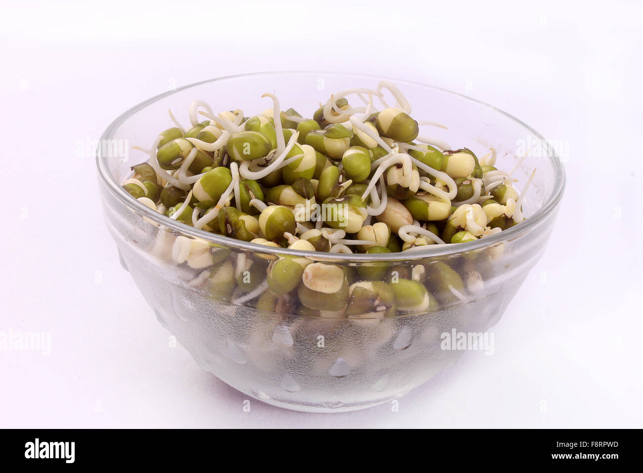 Hydroponically grown mung bean sprouts on a bowl Stock Photo Alamy
