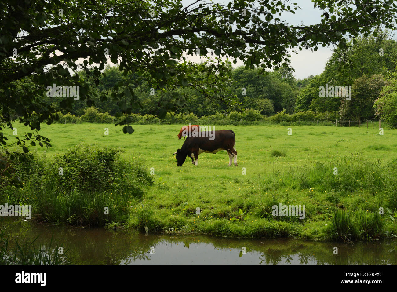 Cows grazing a meadow - Derbyshire, England Stock Photo - Alamy