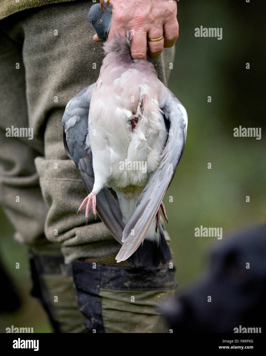 man holding a shot pigeon Stock Photo