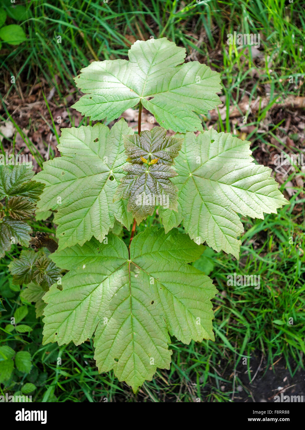 New growth leaves hi-res stock photography and images - Alamy