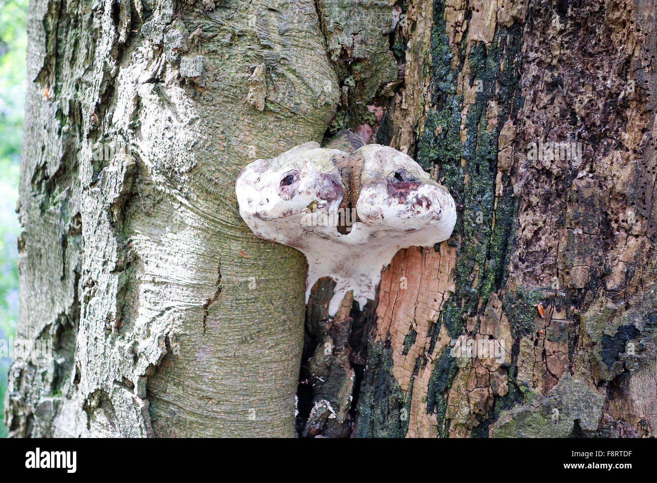 A fungus or fungi growing on the side of a tree looking like ET Stock Photo