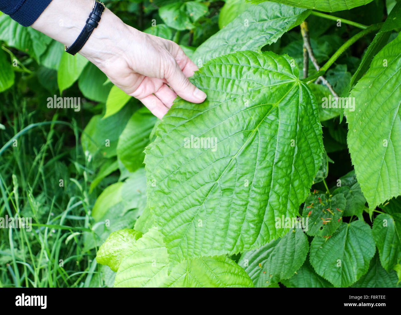 A woman's hand holding a very large leaf of a Large-leaved Lime (Tilia platyphyllos) tree Stock Photo