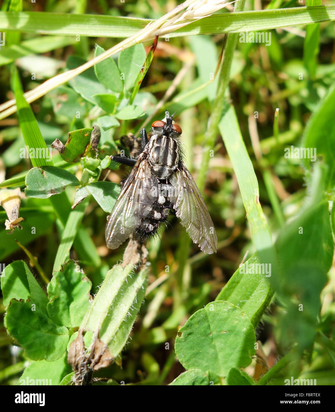 A Blow Fly (calliphora vicina) Stock Photo