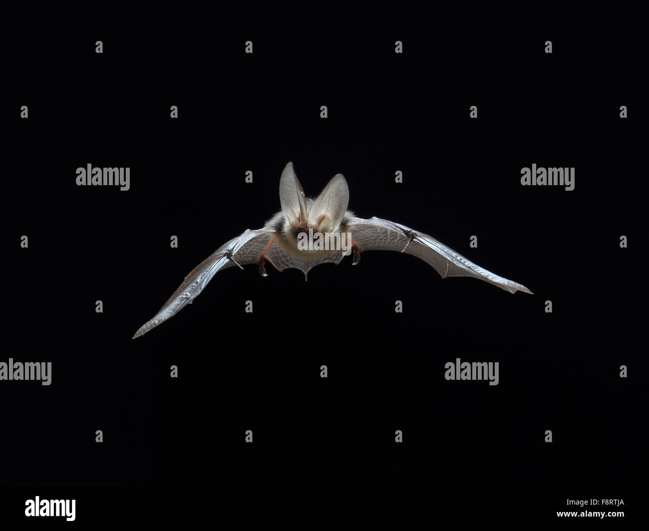 Brown Log-eared Bat, Plecotus auritus in flight Stock Photo