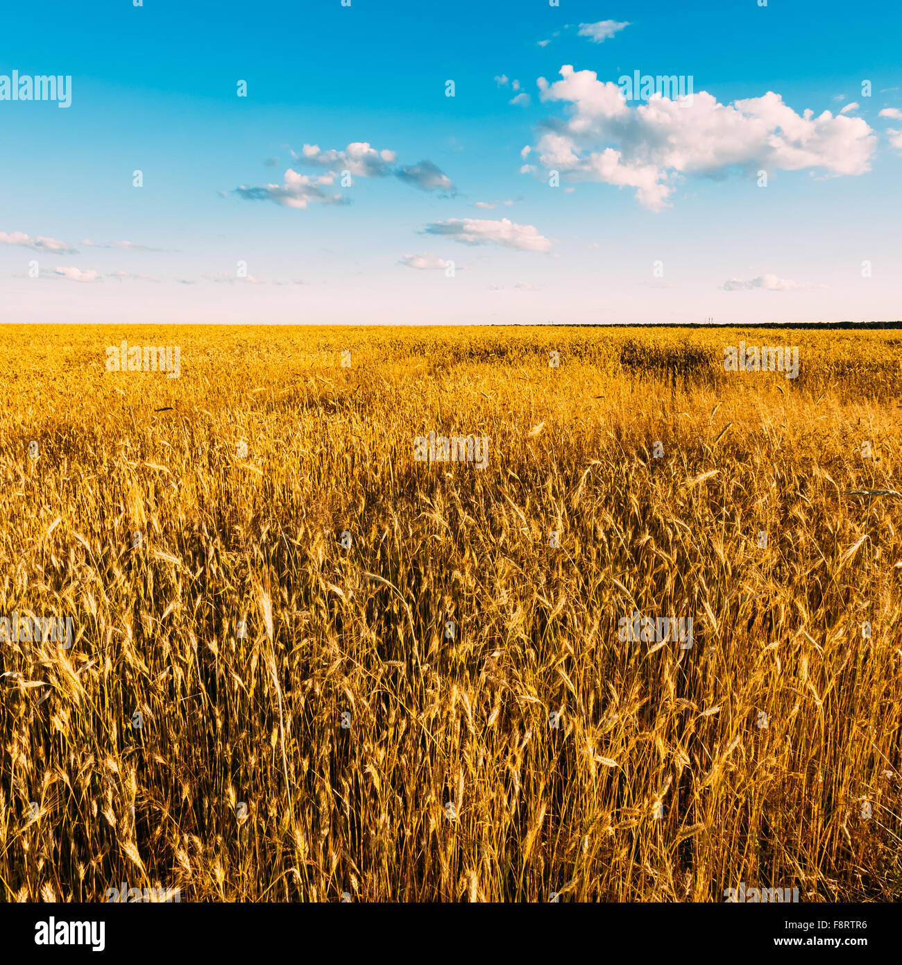 Yellow Wheat Ears Field On Blue Sunny Sky Background Stock Photo - Alamy
