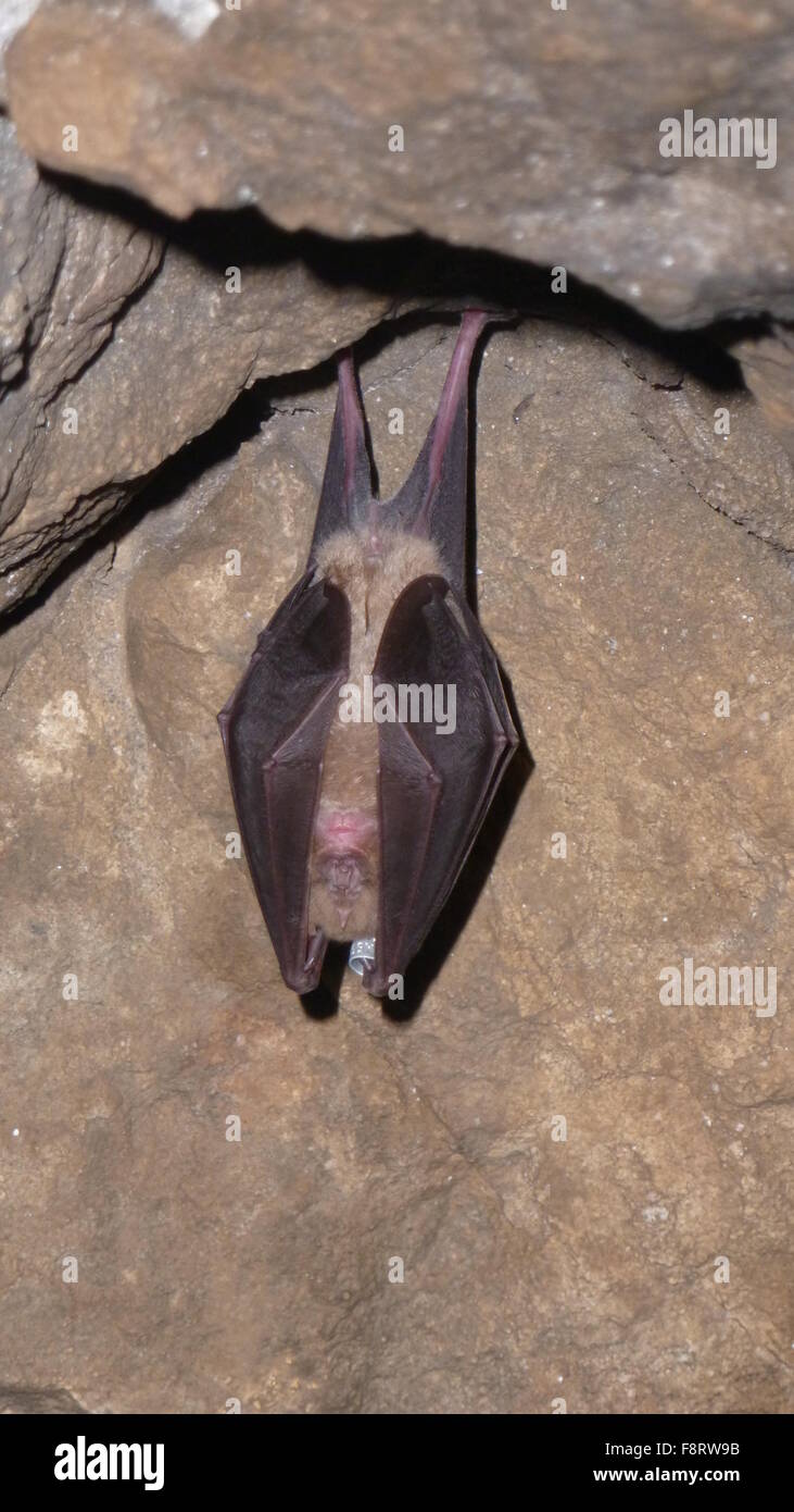 Greater Horseshoe Bat in cave - Rhinolophus ferrumequinum Stock Photo