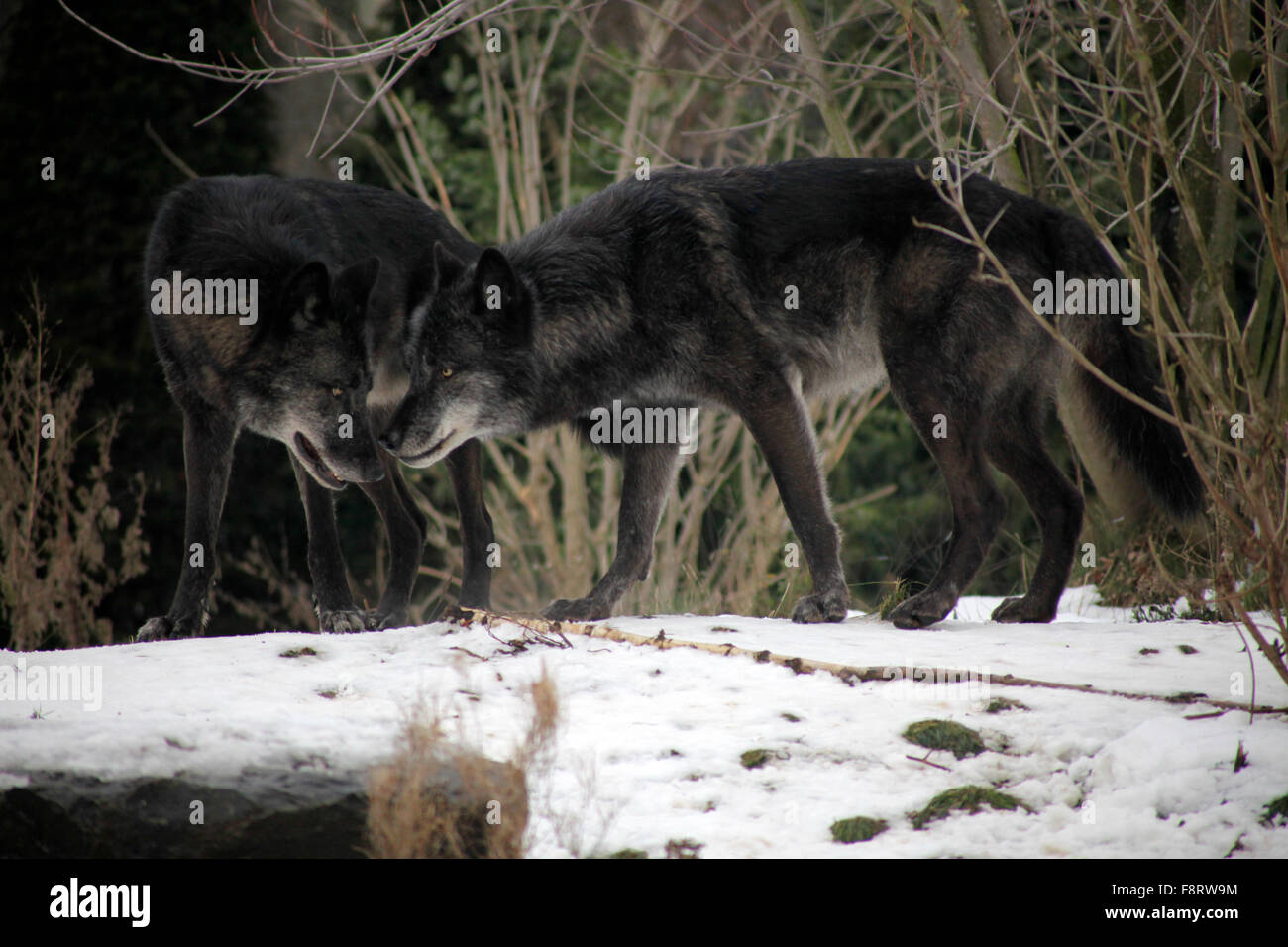 Wolves in the zoo of Hannover, Low Saxony, Germany Stock Photo - Alamy