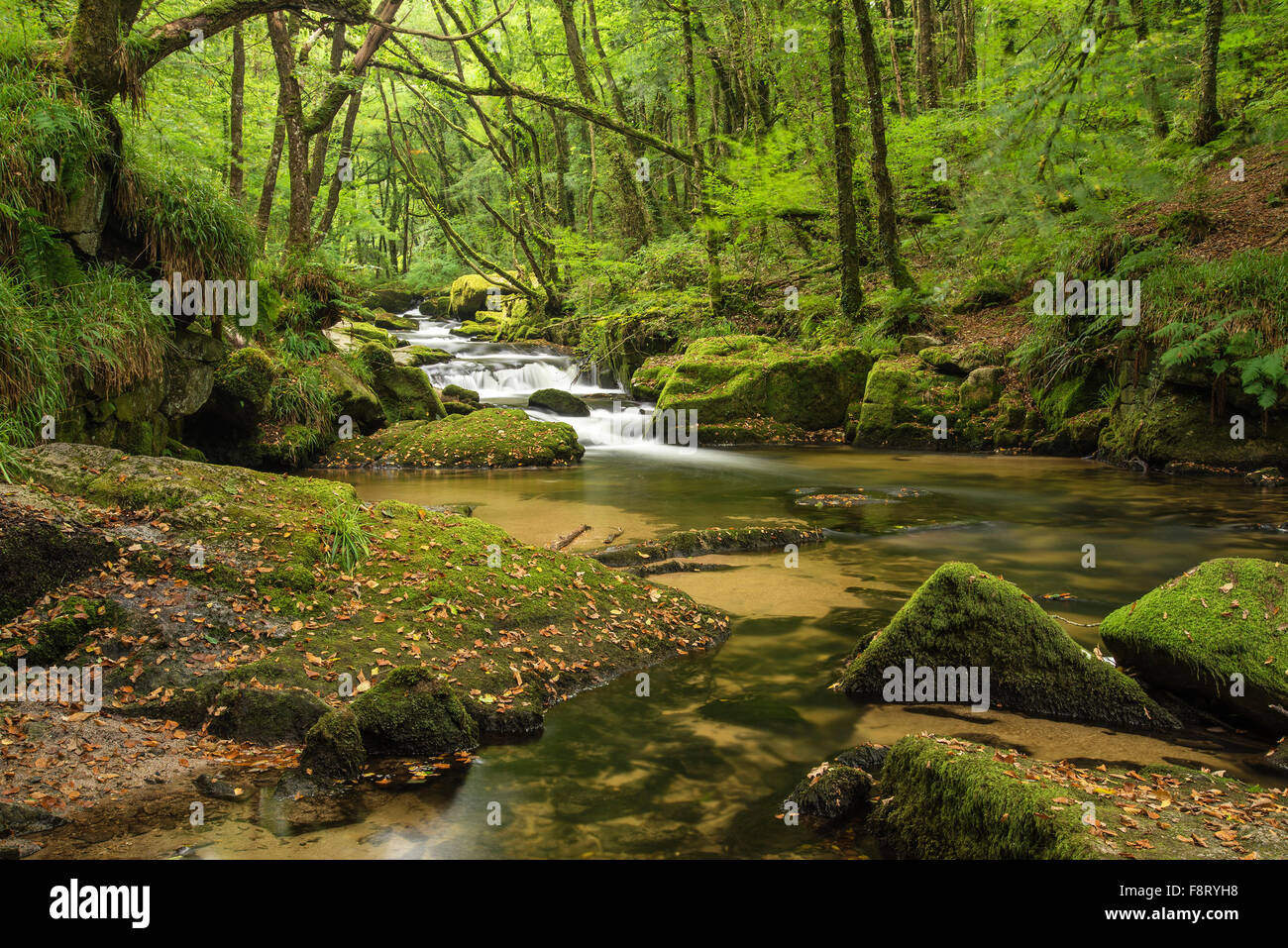 Landscape image of river flowing through lush green forest in Summer ...