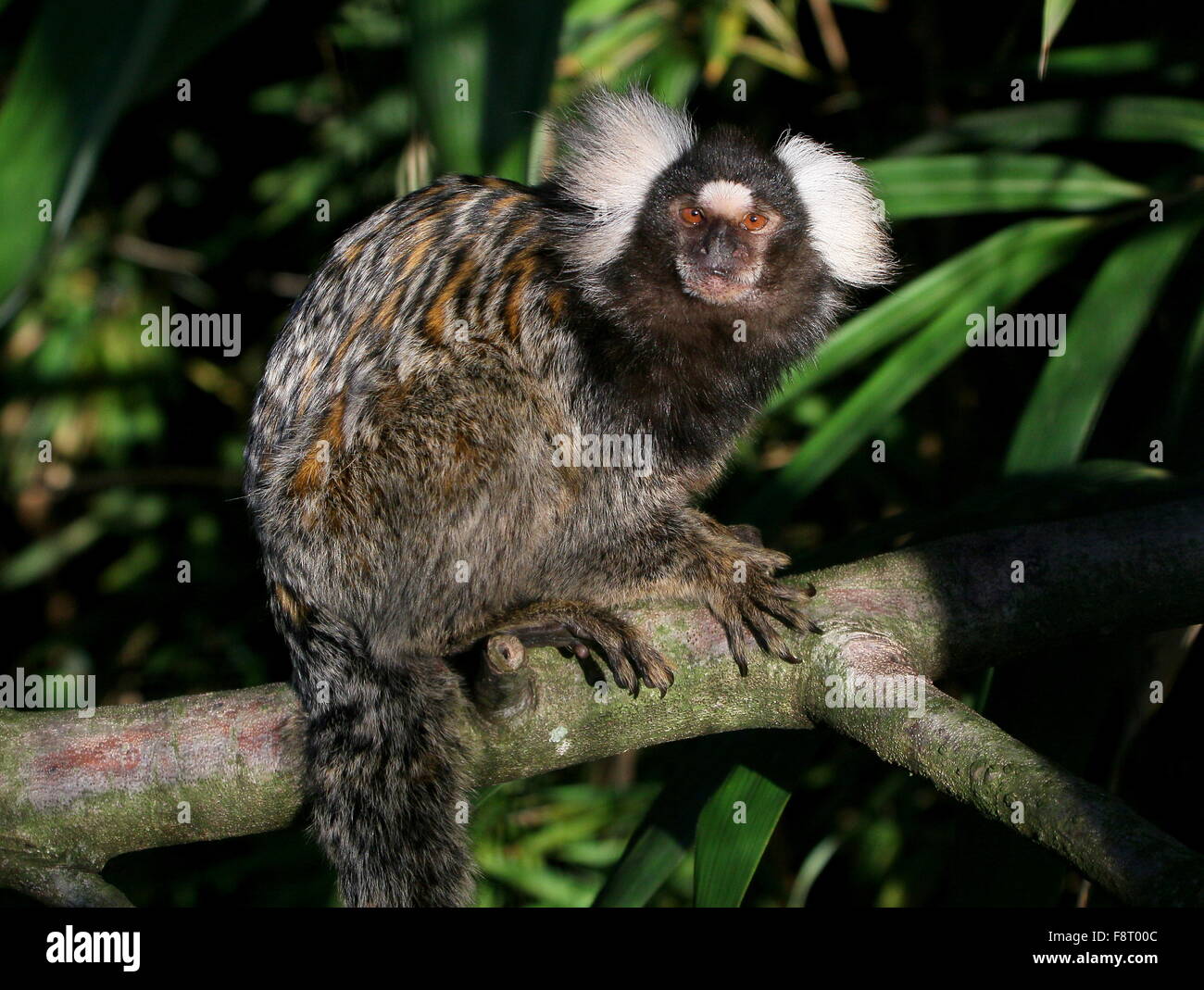 Brazilian Common marmoset (Callithrix jacchus) in a tree, facing the camera Stock Photo
