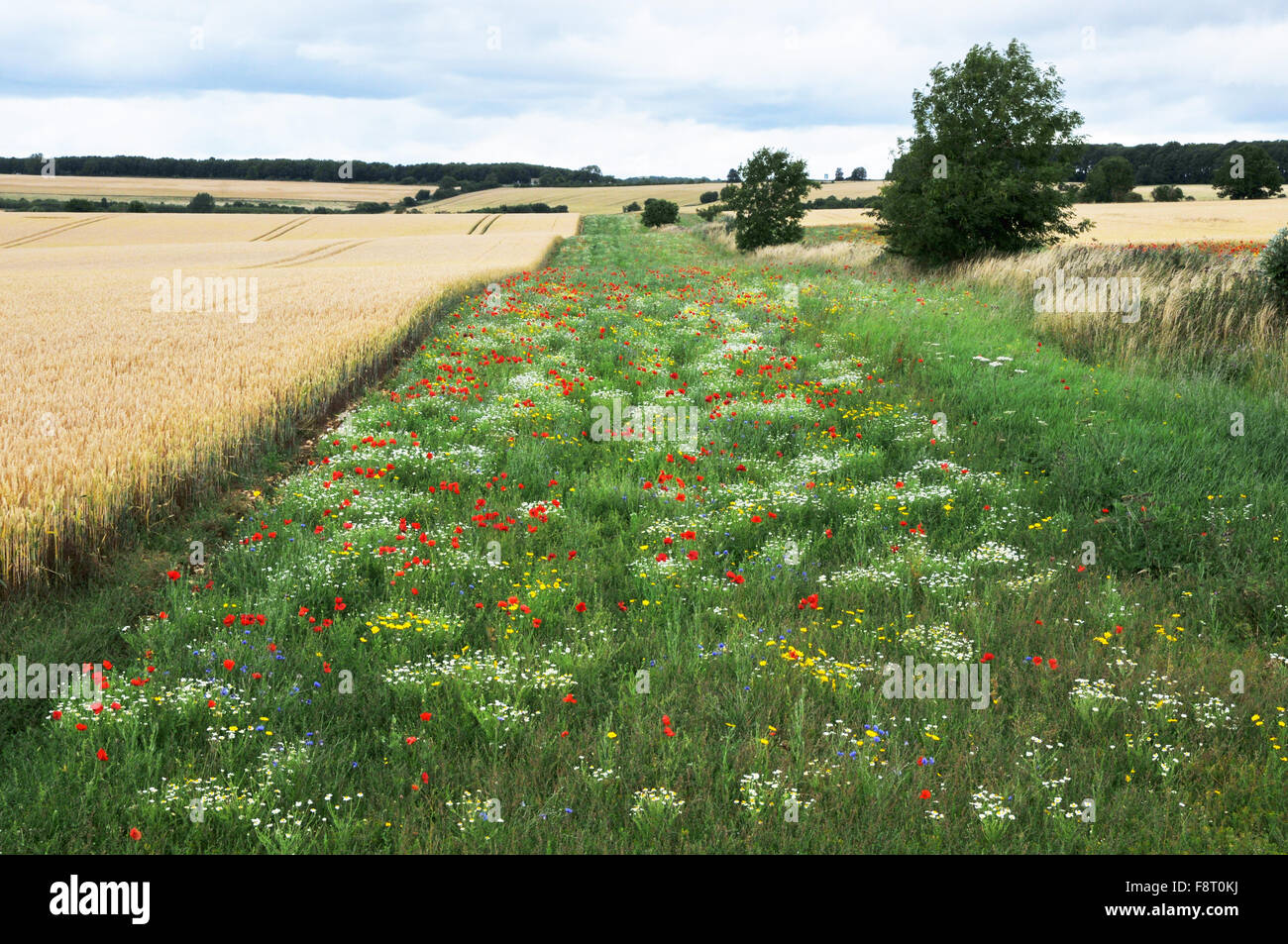 border of field showing natural wild flowers Stock Photo