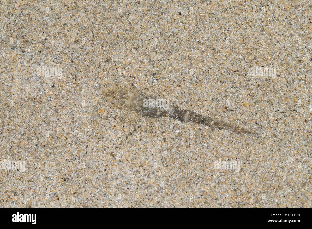 European shrimp, sand shrimp, camouflage, Nordsee-Garnele, Nordseegarnele, Krabbe, Nordseekrabbe, Tarnung, Crangon crangon Stock Photo