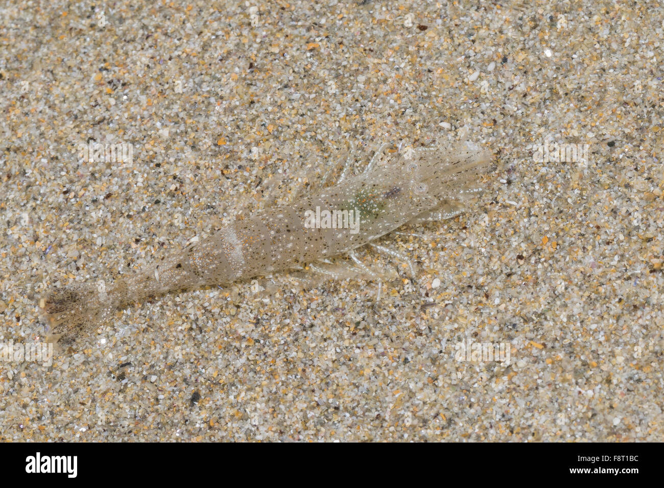 European shrimp, sand shrimp, camouflage, Nordsee-Garnele, Nordseegarnele, Krabbe, Nordseekrabbe, Tarnung, Crangon crangon Stock Photo