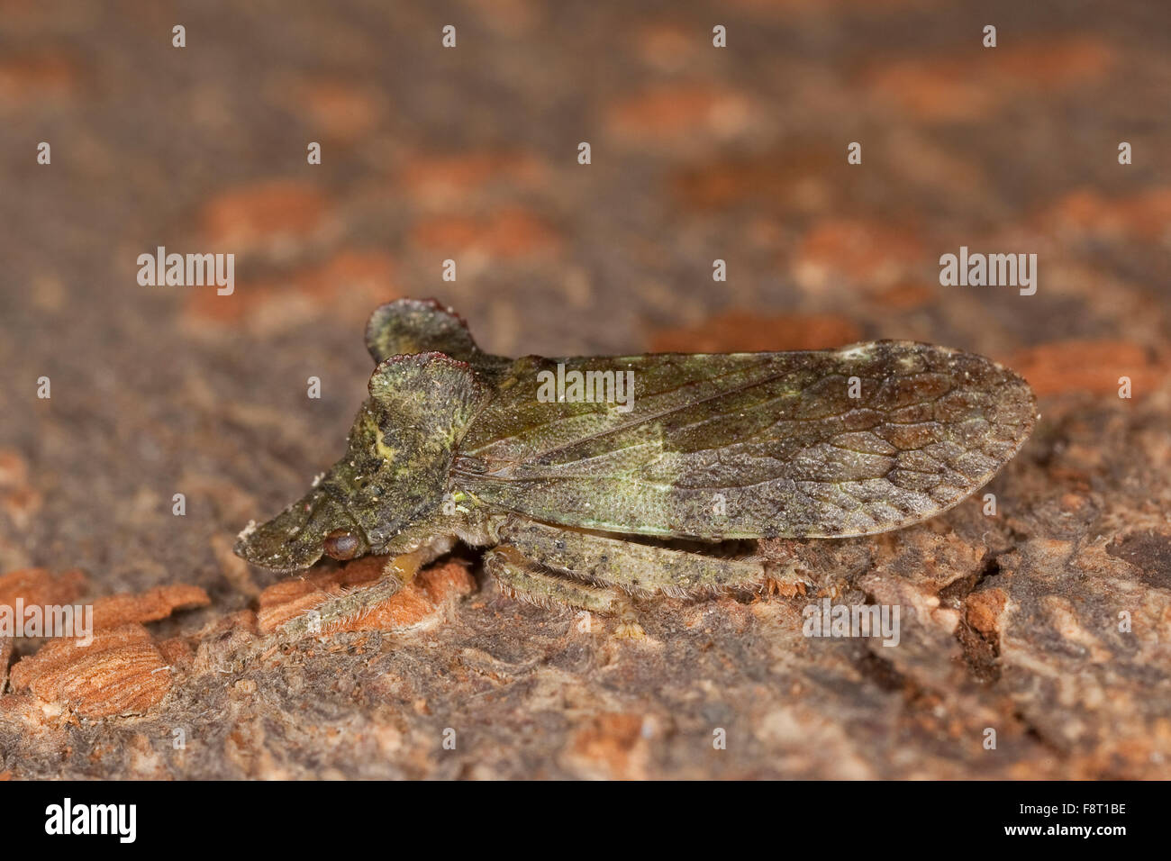 Ear cicada, Echte Ohrenzikade, Ohrzikade, Ohren-Zikade, Ohr-Zikade, Ohrzirpe, Ohrenzirpe, Ledra aurita, le grand diable Stock Photo
