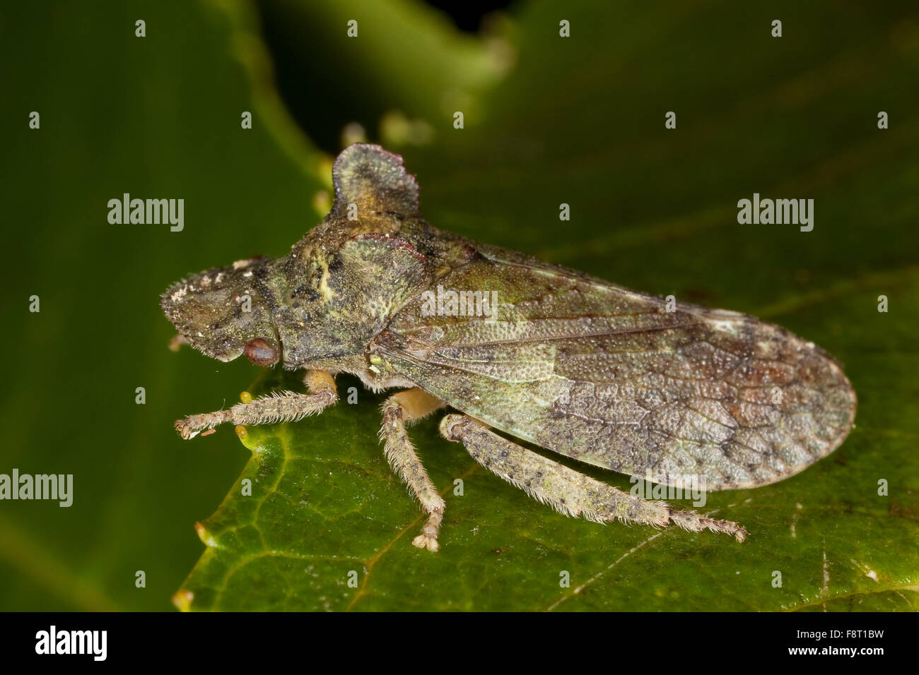 Ear cicada, Echte Ohrenzikade, Ohrzikade, OhrenZikade, OhrZikade