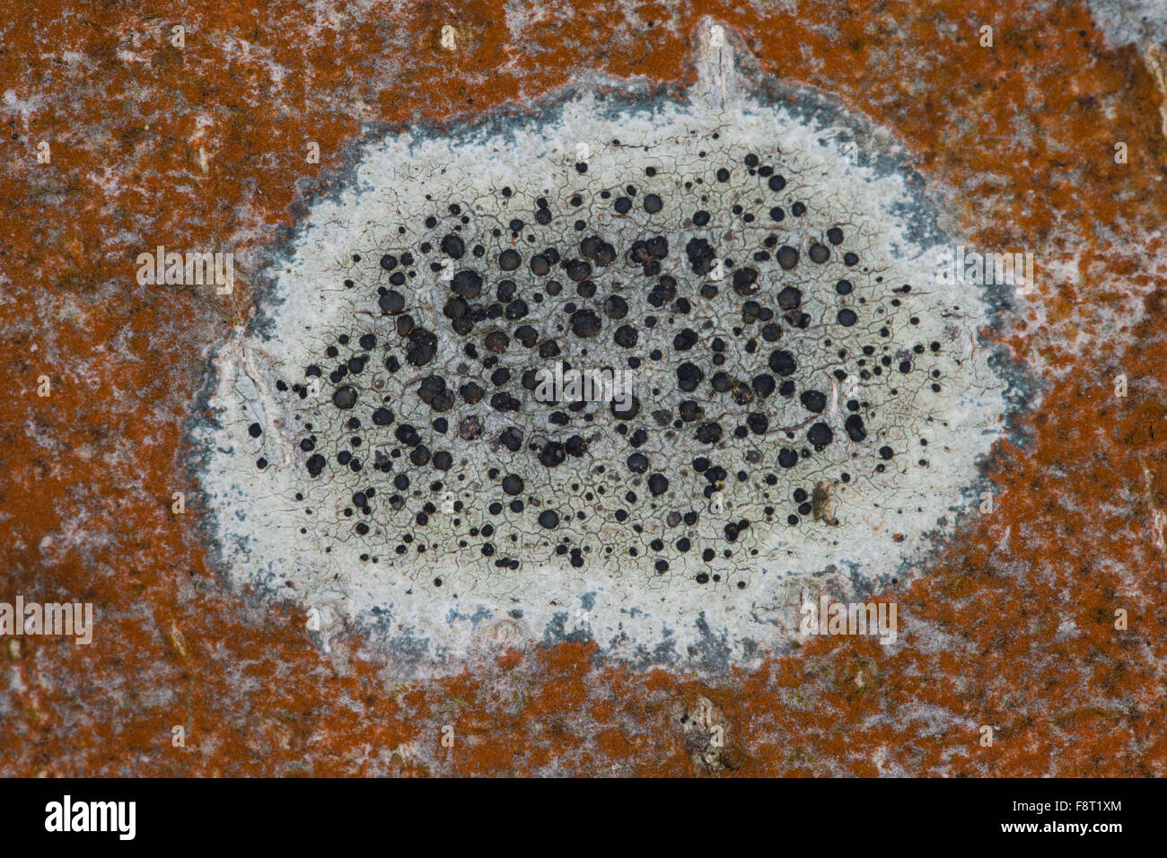 Crustose lichen, Olivgrüne Schwarznapfflechte, Schwarz-Napfflechte, Krustenflechte, Lecidella elaeochroma, Lecidella olivacea Stock Photo